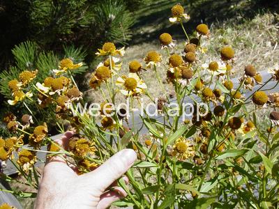 sneezeweed, common