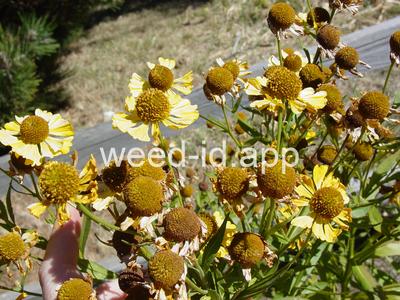 sneezeweed, common