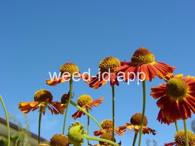 sneezeweed, common