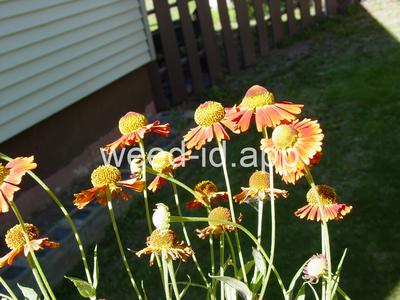 sneezeweed, common