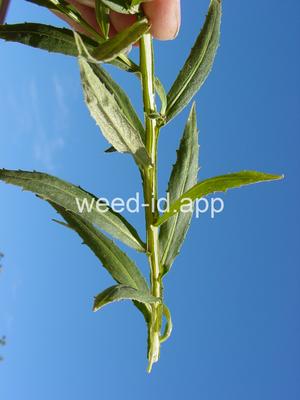 sneezeweed, common