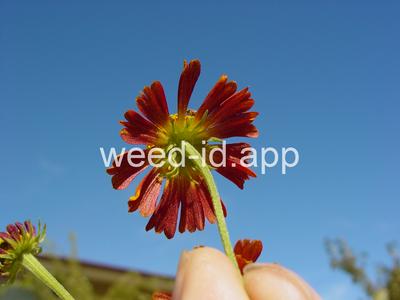 sneezeweed, common