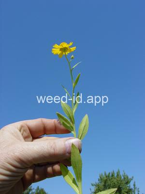 sneezeweed, common
