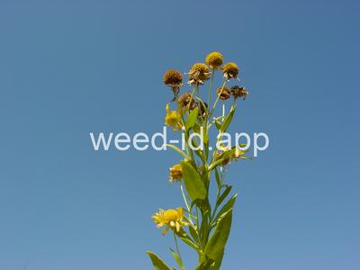 sneezeweed, common