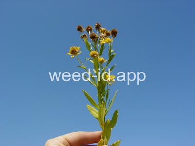 sneezeweed, common