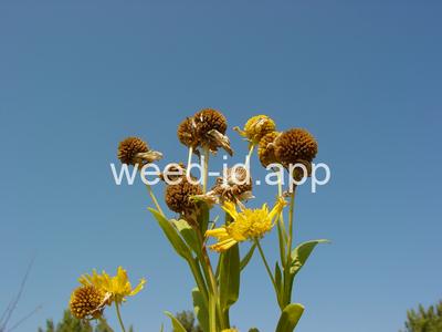 sneezeweed, common