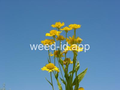 sneezeweed, common