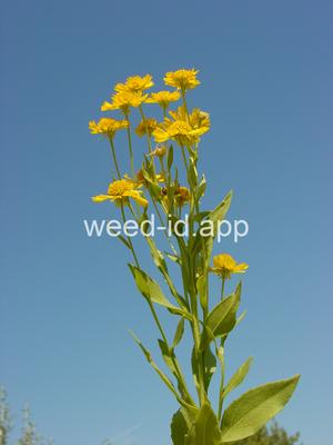 sneezeweed, common