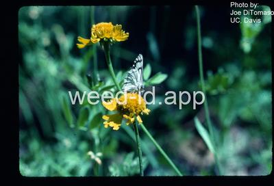 sneezeweed, Bigelow's