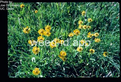 sneezeweed, Bigelow's