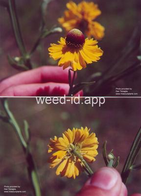 sneezeweed, purplehead