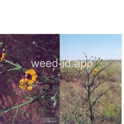 sneezeweed, purplehead