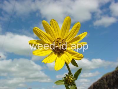 Helianthella uniflora