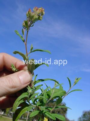 Helianthemum corymbosum