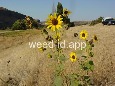 sunflower, common