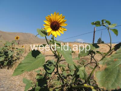 sunflower, common