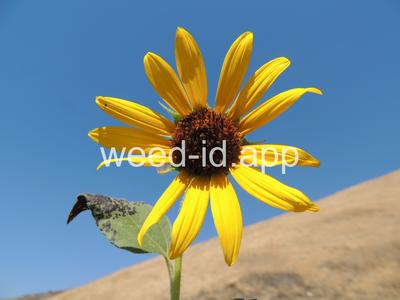 sunflower, common