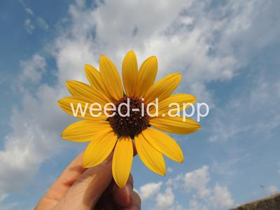 sunflower, common