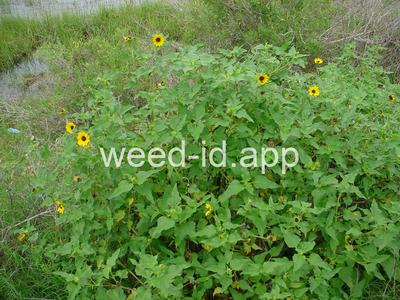 Helianthus debilis