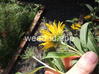 sunflower, Maxmillian