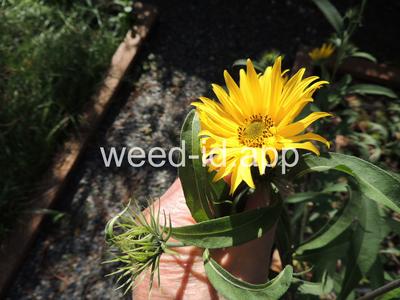 sunflower, Maxmillian