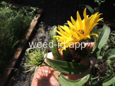 sunflower, Maxmillian