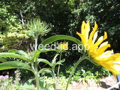 sunflower, Maxmillian