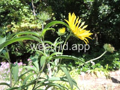 sunflower, Maxmillian