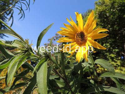 sunflower, Maxmillian