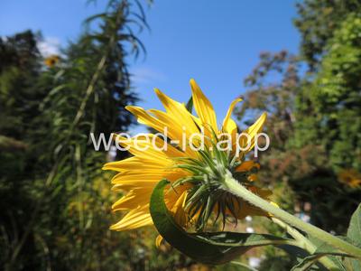 sunflower, Maxmillian