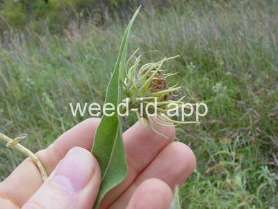 sunflower, Maxmillian