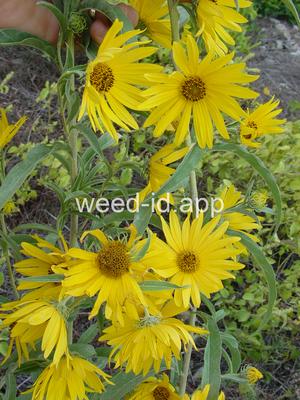 sunflower, Maxmillian