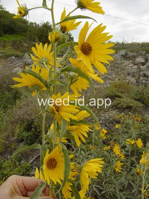 sunflower, Maxmillian