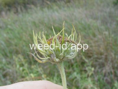 sunflower, Maxmillian