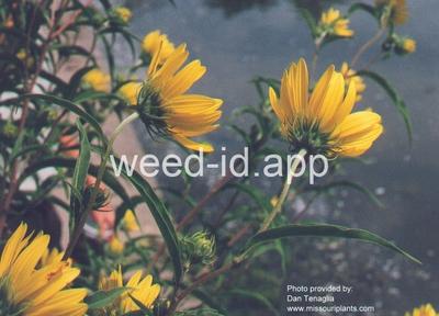 sunflower, Maxmillian