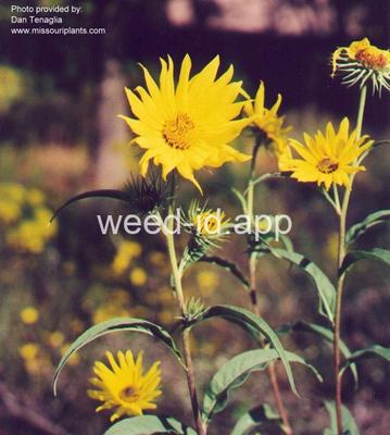 sunflower, Maxmillian