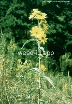 sunflower, Maxmillian