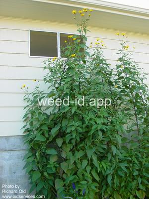 artichoke, Jerusalem