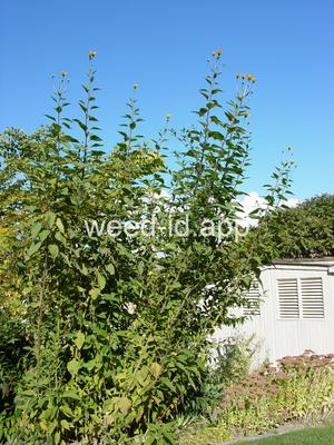 artichoke, Jerusalem
