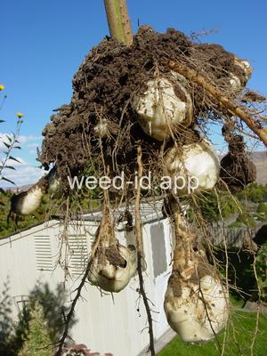 artichoke, Jerusalem