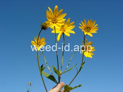 artichoke, Jerusalem