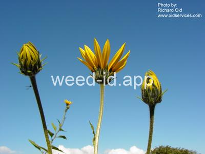 artichoke, Jerusalem