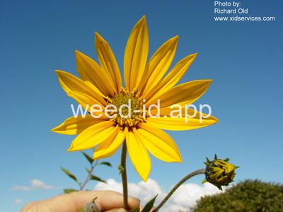 artichoke, Jerusalem