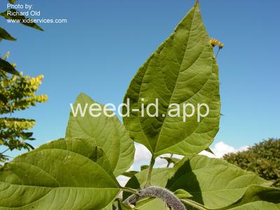 artichoke, Jerusalem