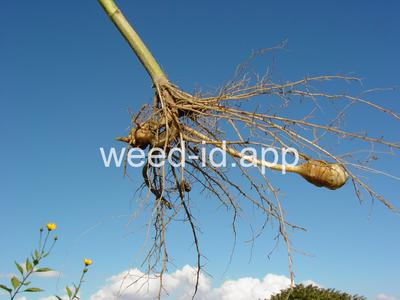 artichoke, Jerusalem