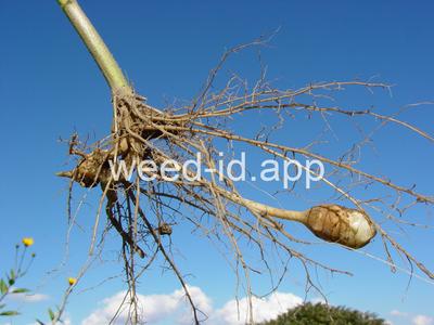 artichoke, Jerusalem