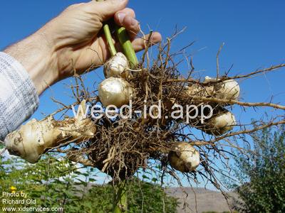 artichoke, Jerusalem
