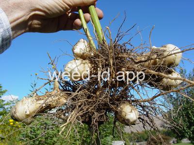 artichoke, Jerusalem