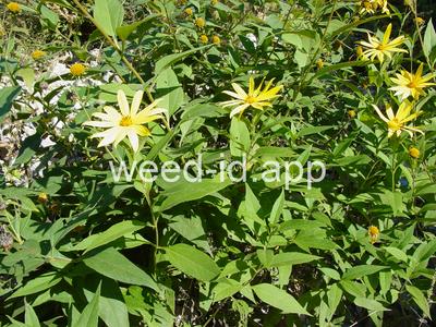 artichoke, Jerusalem