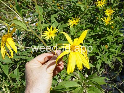 artichoke, Jerusalem